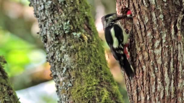 Grand Pic maculé des Vosges, France - espèce Dendrocopos grande famille des Picidae 