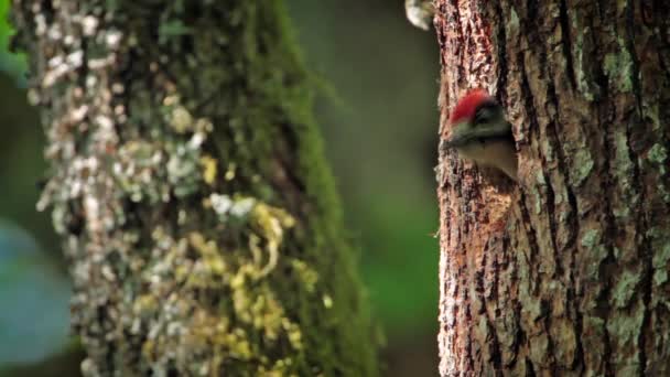 Bra Spotted Woodpecker Vogeserna Frankrike Specie Dendrocopos Stora Familj Hackspettar — Stockvideo