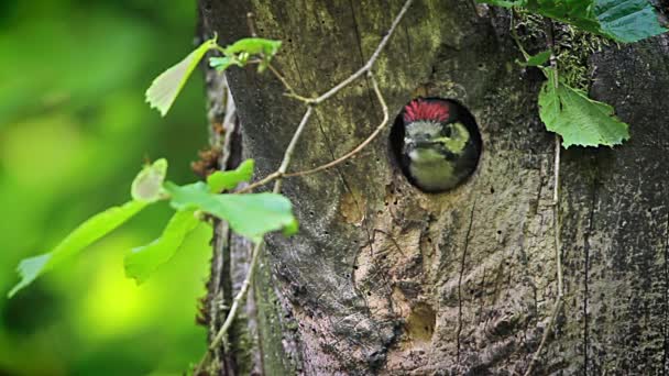 Bra Spotted Woodpecker Vogeserna Frankrike Specie Dendrocopos Stora Familj Hackspettar — Stockvideo