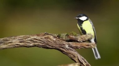 Vosges, Fransa - nakit baştankaragiller Parus büyük ailenin büyük baştankara 