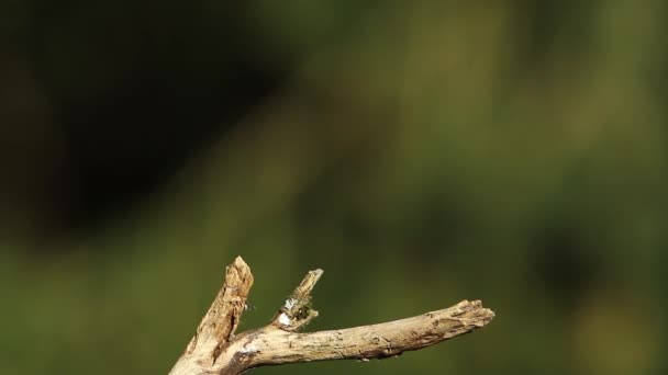 法国孚日的沼泽山雀和木币鸟 — 图库视频影像