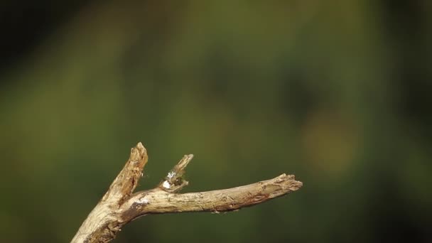 Marsh Tit Wood Nuthatch Great Tit Vosges France Specie Parus — Vídeos de Stock