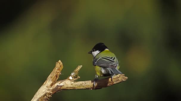 Great Tit Vosges France Specie Parus Major Family Paridae — стоковое видео