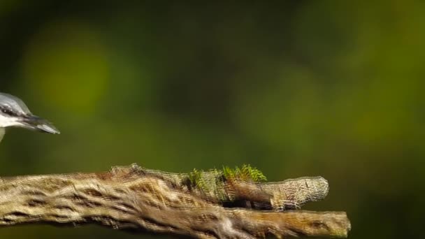 Dřevo Brhlík Regionu Vogézy Francie Specie Sitta Europaea Rodiny Brhlíkovití — Stock video