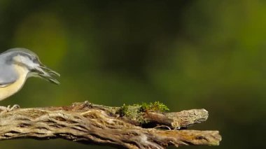 Ahşap sıvacı kuşu Vosges, Fransa - nakit Sitta europaea ailesi kuşugiller