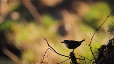 Vosges, Fransa - nakit Cinclidae Cinclus cinclus ailesinin ortak kepçe 