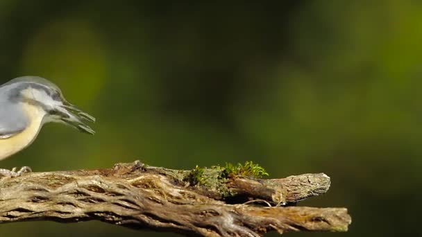 Dřevo Brhlík Regionu Vogézy Francie Specie Sitta Europaea Rodiny Brhlíkovití — Stock video