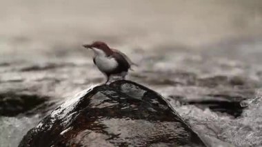 Vosges, Fransa - nakit Cinclidae Cinclus cinclus ailesinin ortak kepçe 