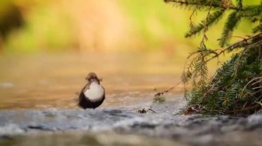 Vosges, Fransa - nakit Cinclidae Cinclus cinclus ailesinin ortak kepçe 