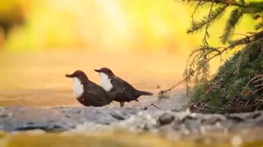 Vosges, Fransa - nakit Cinclidae Cinclus cinclus ailesinin ortak kepçe 