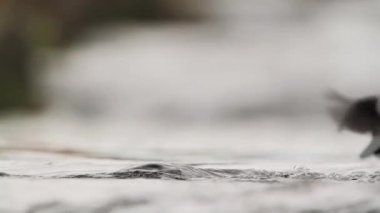 Vosges, Fransa - nakit Cinclidae Cinclus cinclus ailesinin ortak kepçe 