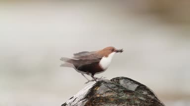 Vosges, Fransa - nakit Cinclidae Cinclus cinclus ailesinin ortak kepçe 
