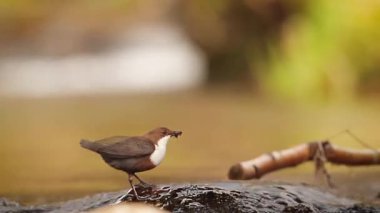 Vosges, Fransa - nakit Cinclidae Cinclus cinclus ailesinin ortak kepçe 