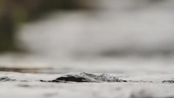 Gemeenschappelijke Dipper Vogezen Frankrijk Specie Cinclus Cinclus Familie Van Cinclidae — Stockvideo