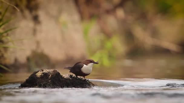 Wspólne Łyżki Regionie Wogezy Francja Specie Cinclus Cinclus Rodziny Cinclidae — Wideo stockowe