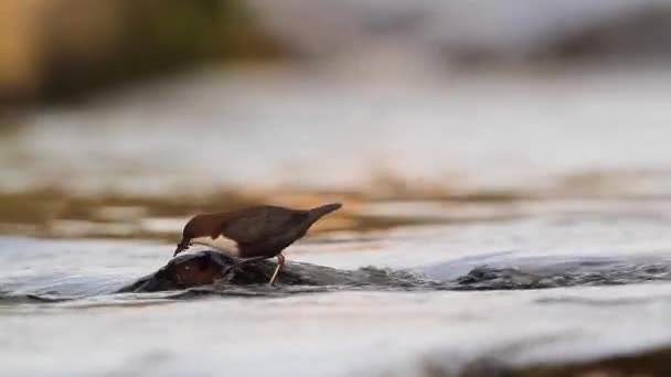 Wspólne Łyżki Regionie Wogezy Francja Specie Cinclus Cinclus Rodziny Cinclidae — Wideo stockowe