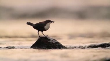 Vosges, Fransa - nakit Cinclidae Cinclus cinclus ailesinin ortak kepçe 