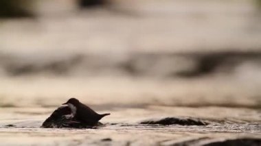 Vosges, Fransa - nakit Cinclidae Cinclus cinclus ailesinin ortak kepçe 