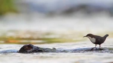Vosges, Fransa - nakit Cinclidae Cinclus cinclus ailesinin ortak kepçe 