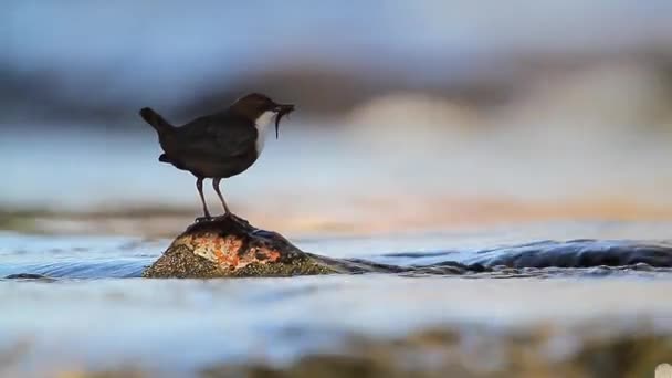 Common Dipper Vosges France Specie Cinclus Cinclus Family Cinclidae — Stock Video