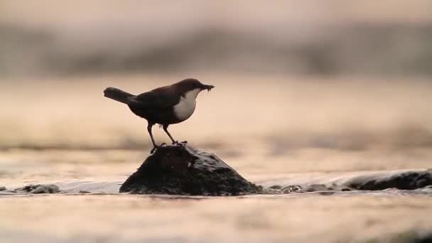 Merlo Acquaiolo Comune Nei Vosgi Francia Specie Cinclus Cinclus Famiglia — Video Stock