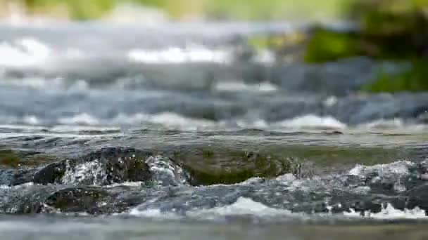 Společné Naběračka Regionu Vogézy Francie Specie Cinclus Cinclus Rodiny Cinclidae — Stock video