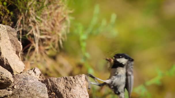 Carbón Tit Vosges Francia Especie Periparus Ater Familia Paridae — Vídeo de stock