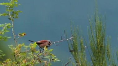 Kızıl sırtlı örümcek kuşu Vosges, Fransa - nakit Lanius collurio ailesi lanidae