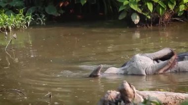 Büyük tek boynuzlu gergedan Bardia Ulusal Park, Nepal - nakit Rhinocerotidae gergedan unicornis ailesi