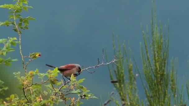 Shrike Respaldo Rojo Vosges Francia Especie Lanius Collurio Familia Lanidae — Vídeo de stock