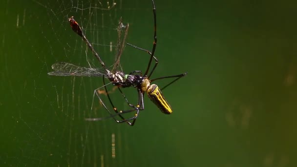 Red Orbe Dorada Parque Nacional Bardia Nepal Especie Nephila Pilipes — Vídeo de stock