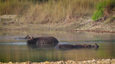 Büyük tek boynuzlu gergedan Bardia Ulusal Park, Nepal - nakit Rhinocerotidae gergedan unicornis ailesi