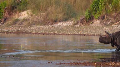 Büyük tek boynuzlu gergedan Bardia Ulusal Park, Nepal - nakit Rhinocerotidae gergedan unicornis ailesi