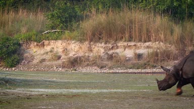 Büyük tek boynuzlu gergedan Bardia Ulusal Park, Nepal - nakit Rhinocerotidae gergedan unicornis ailesi