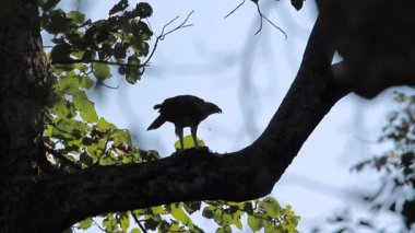 Bardia Milli Parkı, Nepal - nakit Spizaetus cirrhatus ailesi türü değiştirilebilir şahin kartal 