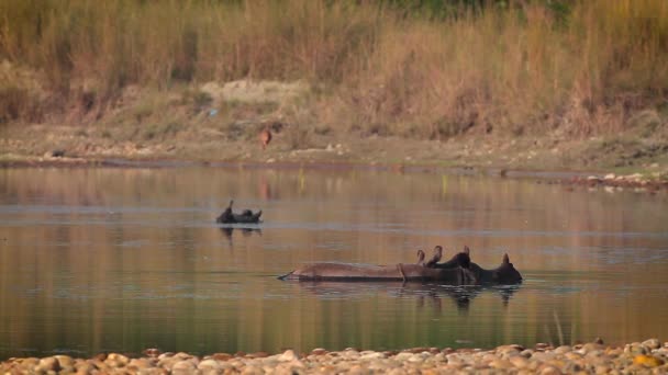 Büyük Tek Boynuzlu Gergedan Bardia Ulusal Park Nepal Nakit Rhinocerotidae — Stok video