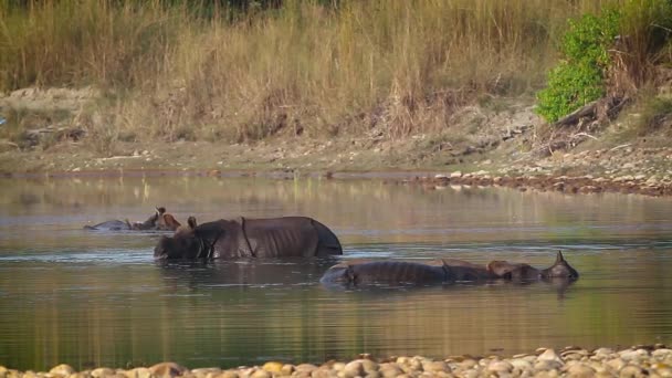 Großes Einhörnernashorn Bardia Nationalpark Nepal Nashornart Rhinoceros Unicornis Familie Der — Stockvideo