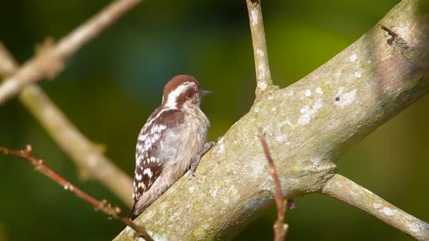 Brown Capped Pygmy Woodpecker Bardia National Park Nepal Specie Dendrocopos — Stock Video