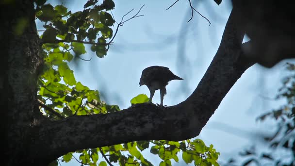 Águila Halcón Cambiante Parque Nacional Bardia Nepal Especie Spizaetus Cirrhatus — Vídeo de stock