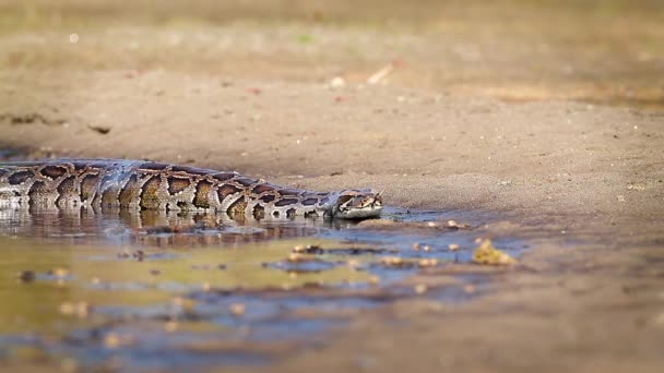 Python Asiático Parque Nacional Bardia Nepal Espécie Python Molurus Família — Vídeo de Stock