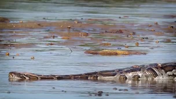 아시아 파이썬 Bardia 국립공원 Pythonidae의 파이썬 Molurus — 비디오