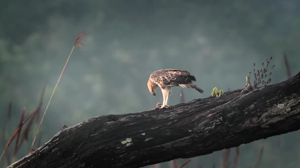 バルディア国立公園 ネパール 正金ワシタカ科のクマタカ Cirrhatus 家族に変わり鷹鷲 — ストック動画
