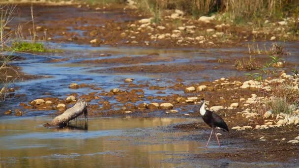 尼泊尔巴尔迪亚国家公园的毛绒鹳白鹳 Episcopus Ciconiidae — 图库视频影像