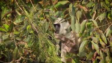 Bardia Milli Parkı, Nepal - nakit Semnopithecus Tellus ailesi Cercopithecidae Hanuman Langur