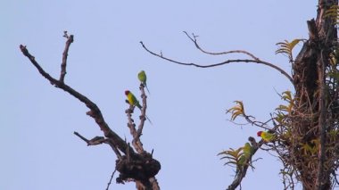 Erik başlı muhabbet Bardia Milli Parkı, Nepal - nakit Psittacula cyanocephala Aile, Psittacidae (papağangiller) 
