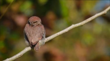 Bardia Milli Parkı, Nepal - nakit Glaucidium radiatum ailesinin Strigidae orman owlet 