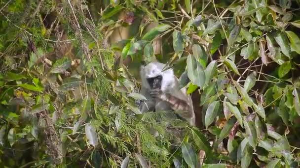 バルディア国立公園 ネパール さるの Semnopithecus Entellus 家族の正貨のハヌマーン ラングール — ストック動画