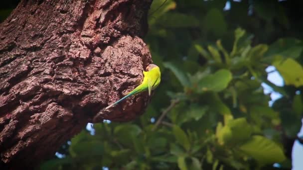 Švestka Vedl Papouška Národním Parku Bardií Nepál Specie Psittacula Cyanocephala — Stock video