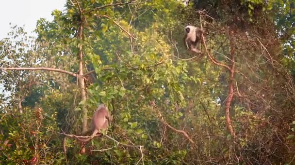Hanuman Langur Národním Parku Bardií Nepál Specie Semnopithecus Entellus Rodiny — Stock video