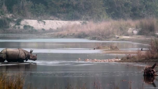 Velký Jednorohý Nosorožec Národním Parku Bardií Nepál Specie Rhinoceros Unicornis — Stock video